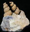 Large, Spiral Gastropod Fossils - Morocco #28836-2